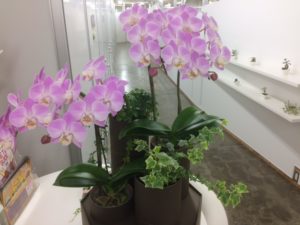 Match-hakoとりで　癒やしの緑✨